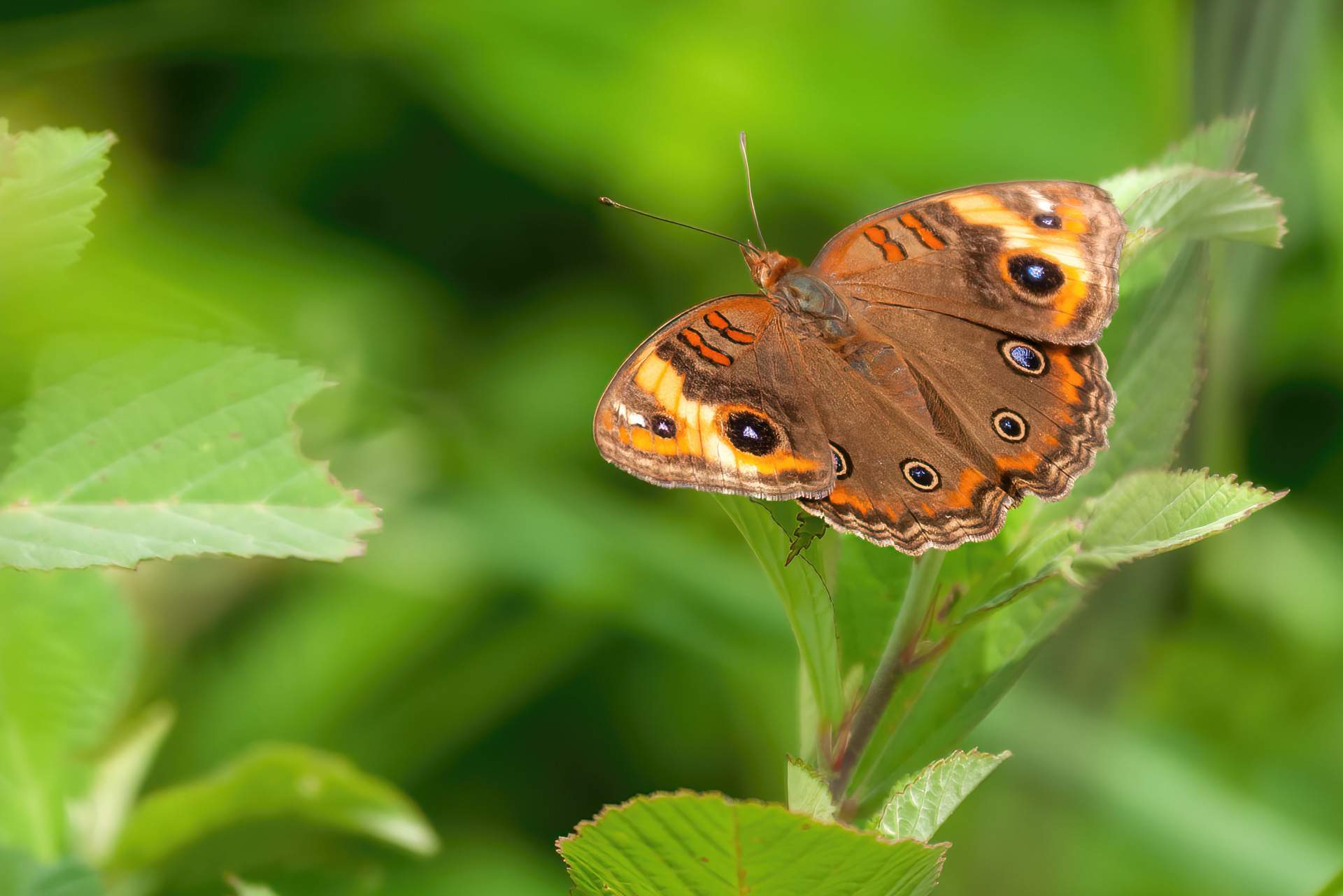 Junonia coenia, zuweilen auch als Nordamerikanisches Pfauenauge bezeichnet